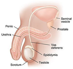 Cross section of male pelvis showing reproductive organs.